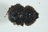  (Neoathyreus lyriferus - MECN_EN_6944)  @11 [ ] CC-BY-NC-ND (2024) INABIO INABIO