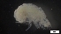  ( - G20-BW6-A75)  @11 [ ] C (2022) Unspecified Biologica Environmental Services