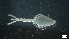  ( - G21-SE2-A91)  @11 [ ] C (2022) Unspecified Biologica Environmental Services