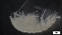  ( - G21-SW6-A79)  @11 [ ] C (2022) Unspecified Biologica Environmental Services
