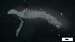  ( - G21-X-P076)  @11 [ ] C (2084) Unspecified Biologica Environmental Services