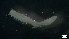  ( - G21-X-P077)  @11 [ ] C (2085) Unspecified Biologica Environmental Services