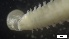  ( - G21-X-P099)  @11 [ ] C (2096) Unspecified Biologica Environmental Services