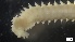  ( - G21-X-P099)  @11 [ ] C (2097) Unspecified Biologica Environmental Services