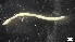  ( - G21-X-P103)  @11 [ ] C (2104) Unspecified Biologica Environmental Services