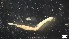  ( - G21-X-P104)  @11 [ ] C (2106) Unspecified Biologica Environmental Services