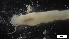  ( - G21-X-P175)  @11 [ ] C (2142) Unspecified Biologica Environmental Services
