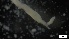  ( - G21-X-P175)  @11 [ ] C (2143) Unspecified Biologica Environmental Services