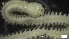  ( - G21-X-P209)  @11 [ ] C (2162) Unspecified Biologica Environmental Services