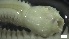  ( - G21-X-P209)  @11 [ ] C (2163) Unspecified Biologica Environmental Services