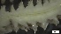  ( - G21-X-P209)  @11 [ ] C (2164) Unspecified Biologica Environmental Services