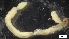  ( - G21-X-P375)  @11 [ ] C (2330) Unspecified Biologica Environmental Services