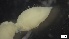  ( - G21-X-P375)  @11 [ ] C (2331) Unspecified Biologica Environmental Services