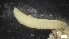  ( - G21-X-P376)  @11 [ ] C (2333) Unspecified Biologica Environmental Services