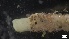  ( - G21-X-P376)  @11 [ ] C (2334) Unspecified Biologica Environmental Services