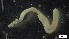 ( - G21-X-P377)  @11 [ ] C (2335) Unspecified Biologica Environmental Services