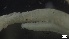  ( - G21-X-P377)  @11 [ ] C (2337) Unspecified Biologica Environmental Services