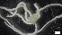  ( - LHA21-HA-E024)  @11 [ ] C (2022) Unspecified Biologica Environmental Services