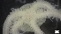  ( - LHA21-HA-E024)  @11 [ ] C (2022) Unspecified Biologica Environmental Services
