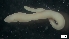  (Cerebratulus californiensis - MV18-18-6-MI106)  @11 [ ] C (2022) Unspecified Unspecified