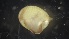  ( - MV21-IO-M001)  @11 [ ] C (2022) Unspecified Biologica Environmental Services