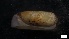  ( - MV21-IO-M041)  @11 [ ] C (2022) Unspecified Biologica Environmental Services