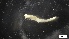  ( - MV21-IO-P001)  @11 [ ] C (2521) Unspecified Biologica Environmental Services