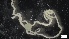  ( - MV21-IO-E002)  @11 [ ] C (2022) Unspecified Biologica Environmental Services
