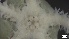  ( - MV21-IO-E002)  @11 [ ] C (2022) Unspecified Biologica Environmental Services