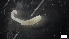  ( - MV21-IO-P003)  @11 [ ] C (2525) Unspecified Biologica Environmental Services