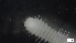  ( - MV21-IO-P003)  @11 [ ] C (2526) Unspecified Biologica Environmental Services