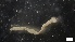  ( - MV21-IO-P043)  @11 [ ] C (2546) Unspecified Biologica Environmental Services
