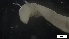  ( - MV21-IO-P043)  @11 [ ] C (2547) Unspecified Biologica Environmental Services