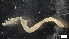  ( - MV21-IO-P044)  @11 [ ] C (2549) Unspecified Biologica Environmental Services
