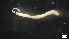  ( - MV21-IO-P080)  @11 [ ] C (2568) Unspecified Biologica Environmental Services