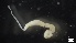  ( - MV21-IO-P081)  @11 [ ] C (2569) Unspecified Biologica Environmental Services