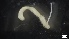  ( - MV21-IO-P082)  @11 [ ] C (2022) Unspecified Biologica Environmental Services