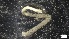  ( - MV21-IO-P240)  @11 [ ] C (2022) Unspecified Biologica Environmental Services