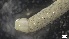  ( - MV21-IO-P240)  @11 [ ] C (2022) Unspecified Biologica Environmental Services