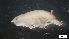  ( - MV21-LG-A199)  @11 [ ] C (2022) Unspecified Biologica Environmental Services