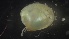  ( - MV21-LG-M003)  @11 [ ] C (2022) Unspecified Biologica Environmental Services