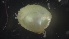  ( - MV21-LG-M003)  @11 [ ] C (2022) Unspecified Biologica Environmental Services