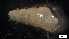  ( - MV21-LG-M071)  @11 [ ] C (2022) Unspecified Biologica Environmental Services