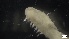  ( - MV21-LG-P004)  @11 [ ] C (2022) Unspecified Biologica Environmental Services