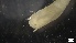  ( - MV21-LG-P005)  @11 [ ] C (2022) Unspecified Biologica Environmental Services