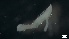  ( - MV21-LG-P083)  @11 [ ] C (2022) Unspecified Biologica Environmental Services