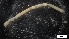  ( - MV21-LG-P105)  @11 [ ] C (2022) Unspecified Biologica Environmental Services