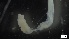  ( - MV21-LG-P160)  @11 [ ] C (2022) Unspecified Biologica Environmental Services