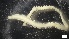  ( - MV21-LG-P217)  @11 [ ] C (2022) Unspecified Biologica Environmental Services