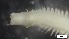  ( - MV21-LG-P217)  @11 [ ] C (2022) Unspecified Biologica Environmental Services